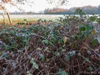 20181226 0115  ... ... : Wandelingen, Kerstwandeling Kerstmis 2018