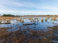20210122 0012  Kraanvennen met weer water : La Trappe 2021