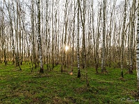 20210122 0042 1  Mooi berkenbosje : La Trappe 2021