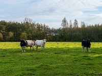 20191116 0043 : Wandelingen