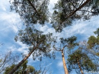 20210131 0013  Even de blik naar boven : Rochefort Trappisten wandelroute 2021