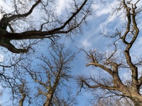 20210131 0027  Blik naar boven : Rochefort Trappisten wandelroute 2021