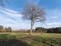 20210131 0047  Eenzame eik : Rochefort Trappisten wandelroute 2021