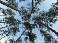 20210131 0049  Even naar boven kijken : Rochefort Trappisten wandelroute 2021