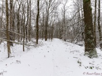 20210207 0147  Pastoorsbos : Sneeuwwandeling 2021