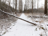 20210207 0151  Pastoorsbos : Sneeuwwandeling 2021