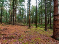 20210203 0052 : Tre Fontane Trappisten wandelroute 2021