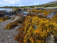 20170925 0475  Ierland, water, rotsen en wier vormen heel wat stillevens. : Ierland 2017