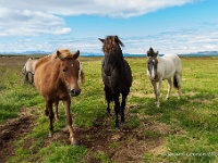 20160805 0113  ... zie je uiteraard Ijslandse paarden. : IJsland