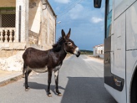 20221017-0033  The wild donkeys allways charge a toll... : Noord Cyprus, Plaatsen