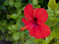 20221021-0017  Beautiful gardens at the River Side Garden Resort Hotel. : Hibiscus, Hotels, Noord Cyprus, Plaatsen, Planten, Planten bloemen bomen, River Side Garden Resort, Tuinhibiscus