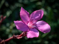 20221028-0182  Still flowers in mid october. : Kerken tempels en ruines, Mazgallar oorlogsherdenkingsplaats, Noord Cyprus, Plaatsen