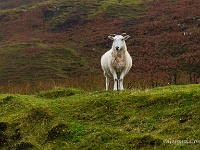 20141007 0150  Omgeving Staffin : Schotland