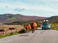 20120922 0382  Near Elgol : Schotland