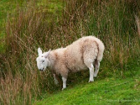 20131004 0065  Grazing sheep