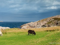 20131006 0088  Grazing sheep near Leirinmore