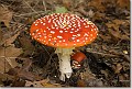 sized_20081012_04