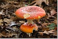 sized_20081012_05