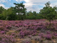 Beverbeekse Heide