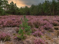 20200904 0004 1 : Beverbeekse Heide