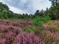 20200909 50 focusstacking : Beverbeekse Heide