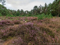 20200909 68 focusstacking : Beverbeekse Heide