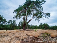 20200909 0011-Pano : Belgie, Beverbeekse Heide, Hamont-Achel, Plaatsen