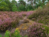 20200909 0111 : Beverbeekse Heide