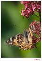 Distelvlinder_20090524_002