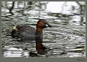 Dodaars_20090422_014