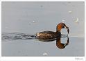 Dodaars_20090803_0068