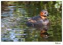 Dodaars_20090803_0070