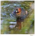 Dodaars_20090803_0078