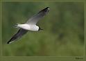 Kokmeeuw_20090422_024