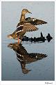 Ochtendtoillet_20090803_0035