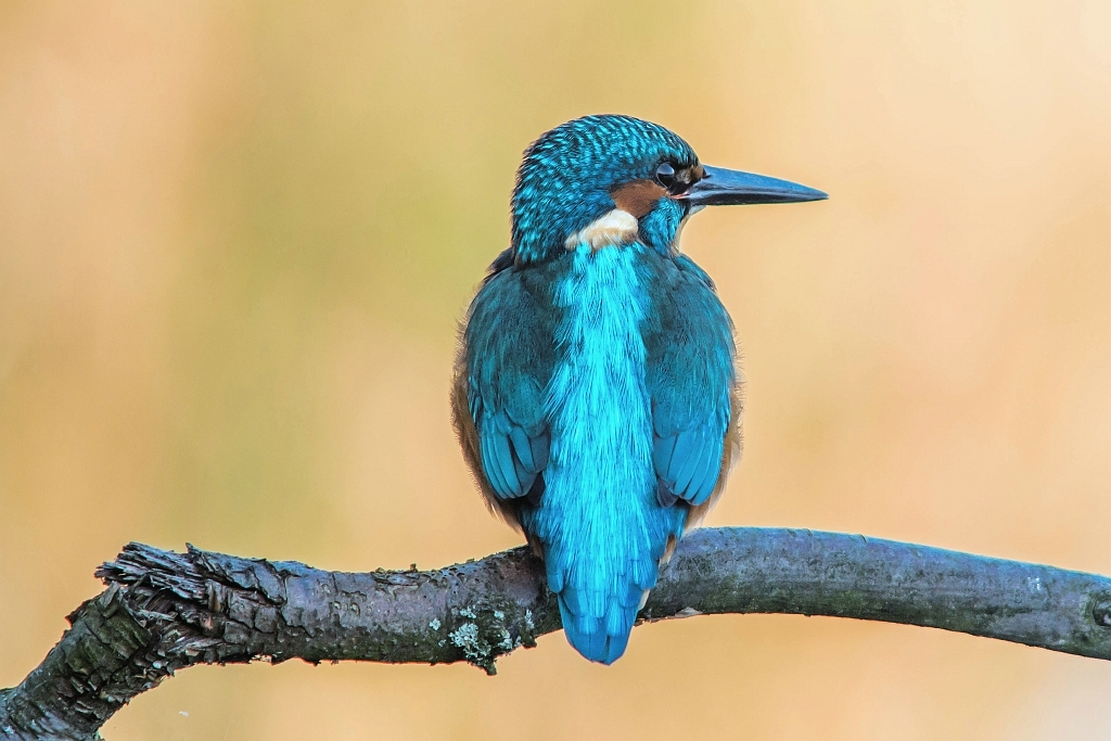 20151203_0004.JPG - ... om voor me te poseren.