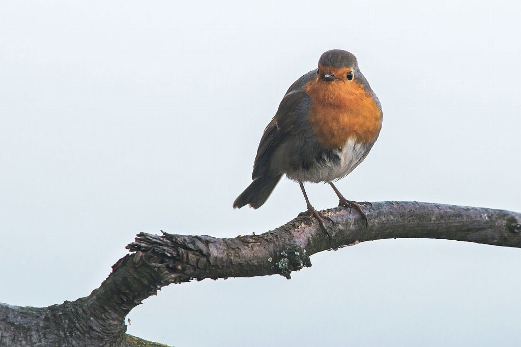 20151203_0027.JPG - Een brave pose...