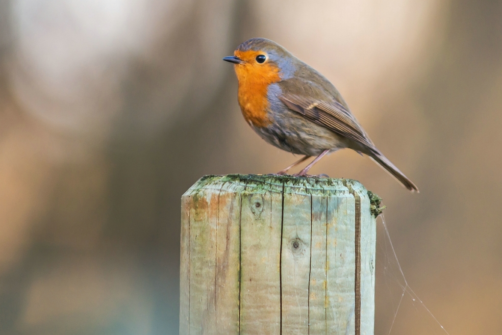 20151203_0029.JPG - ... nog eens over doen op de paal.