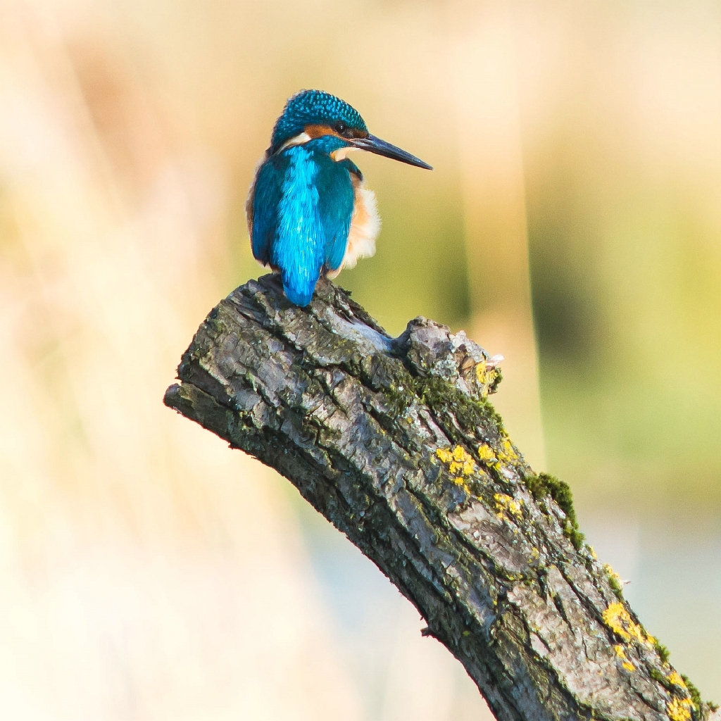 20151203_0032.JPG - Zo beter?