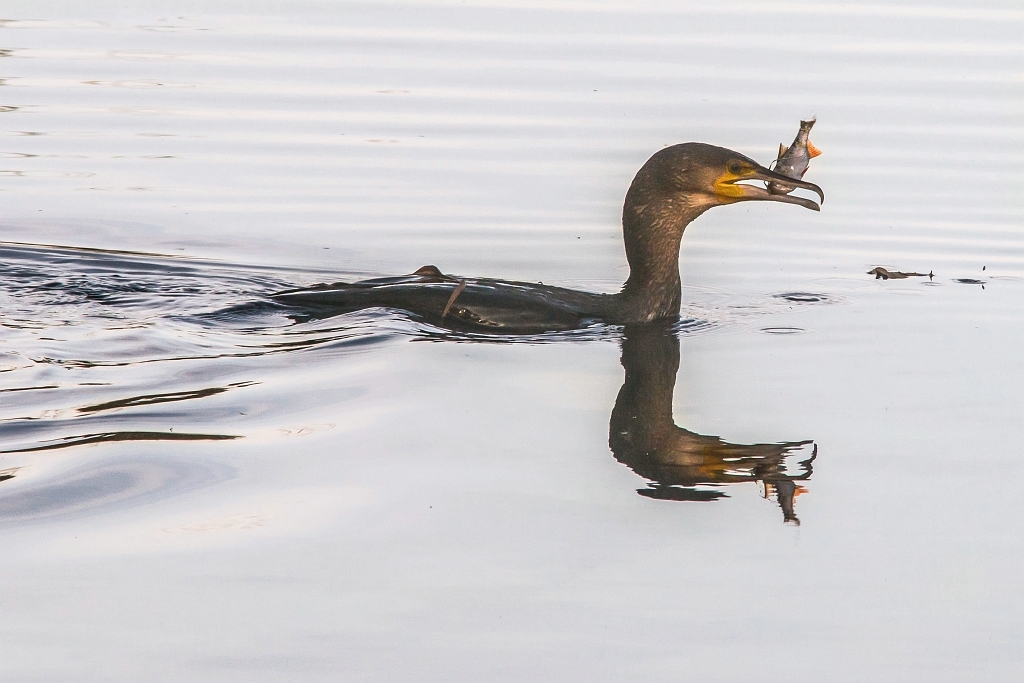 20151203_0074.JPG - De aalscholver kan het anders ook.