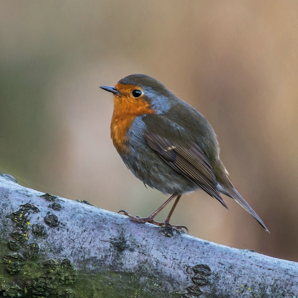 20151203_0141.JPG - Op verzoek nog een pose van het roodborstje.