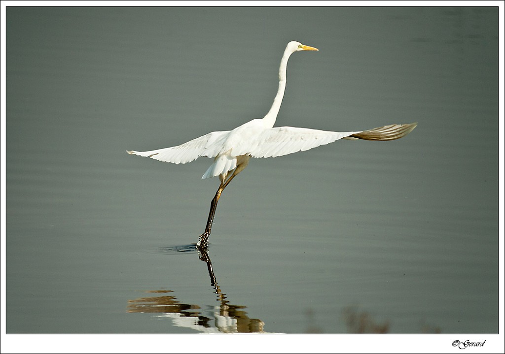 20120403_0069.jpg - Grote zilverreiger.