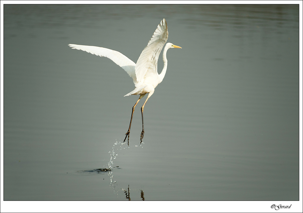 20120403_0070.jpg - Grote zilverreiger.