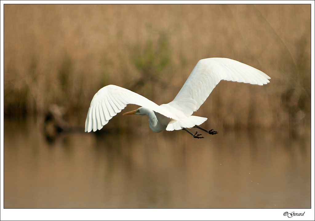 20120403_0075.jpg - Grote zilverreiger.
