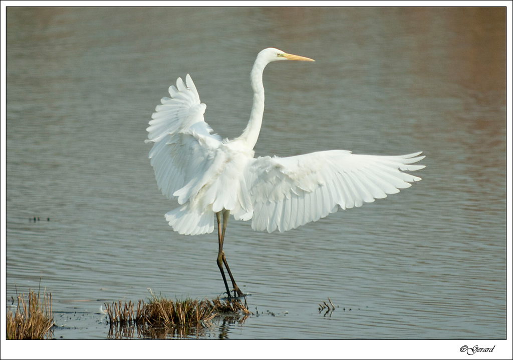 20120403_0079.jpg - Grote zilverreiger.