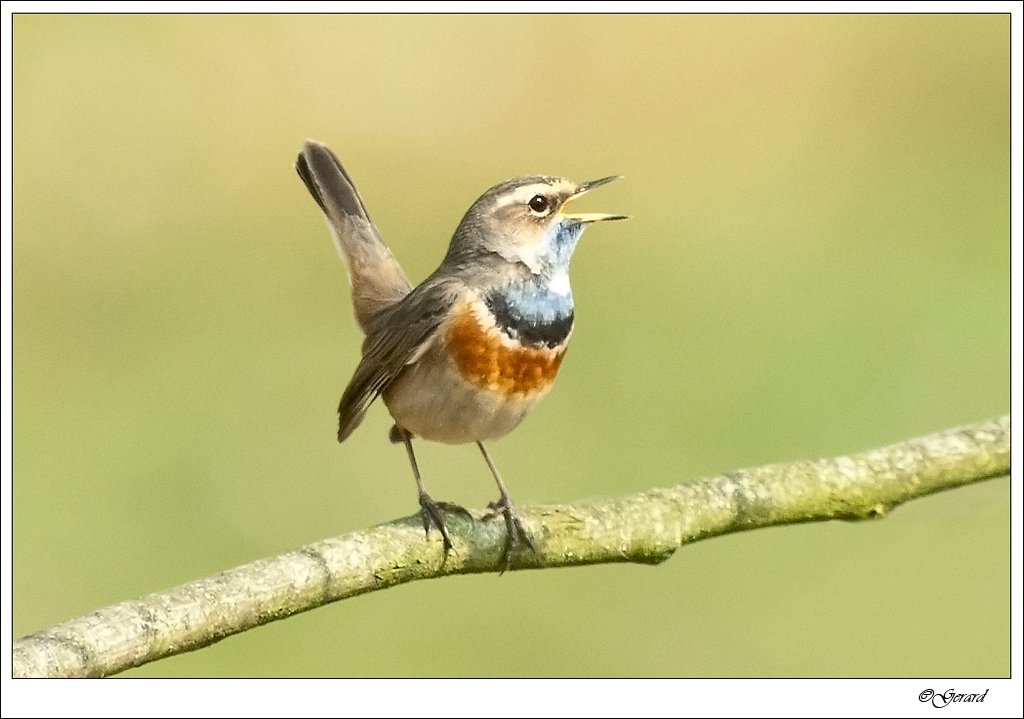 20120403_0154.jpg - Blauwborst.