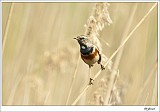 20120403_0133