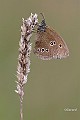 20090716_0071