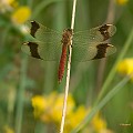 20090716_0091