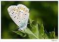 Icarusblauwtje_20090806_0110